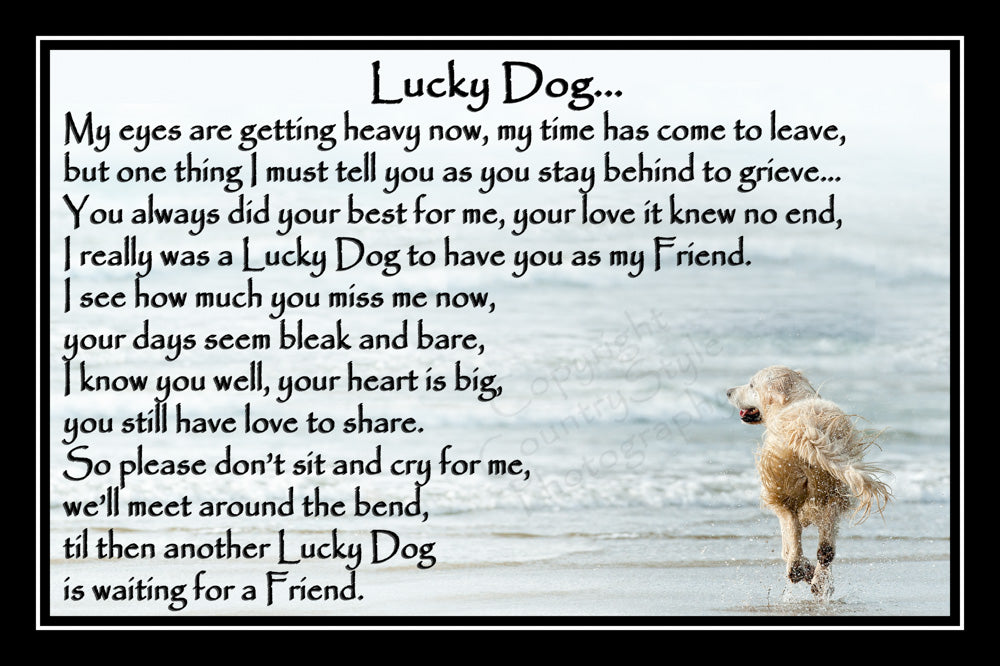 Passed Away I Miss My Golden Retriever Passed Away Best Dog Songs